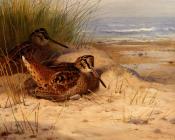 Woodcock Nesting On A Beach - 阿奇博尔德·索伯恩